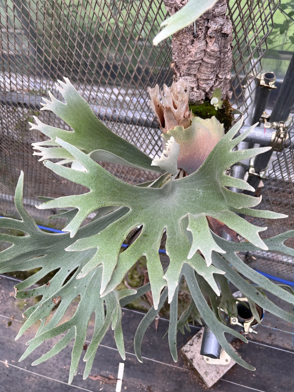 platycerium CELSO TATSUTA板付子株 | Miura Farm