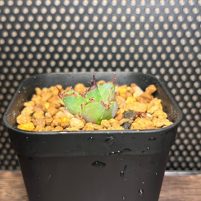 狂闘牛】 (DENNIS043) 育成株直の子株 発根済み | Miura Farm