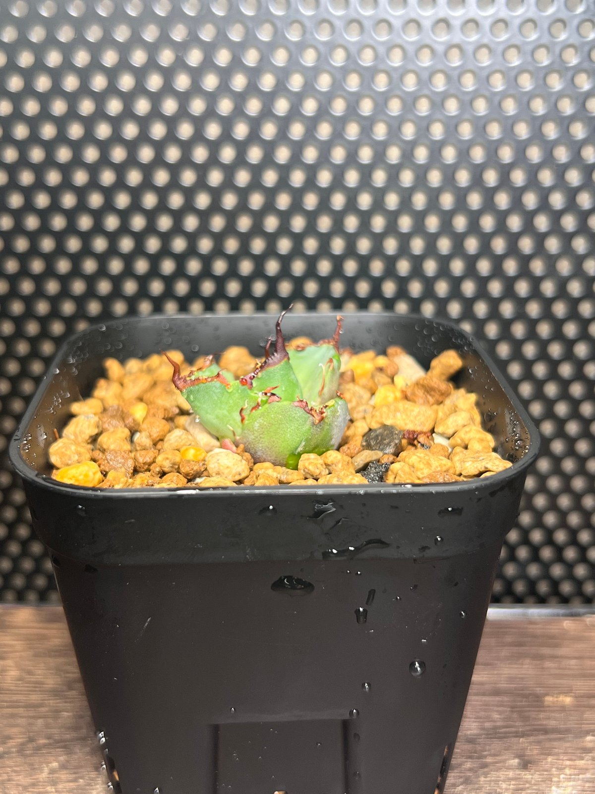 狂闘牛】 (DENNIS043) 育成株直の子株 発根済み | Miura Farm