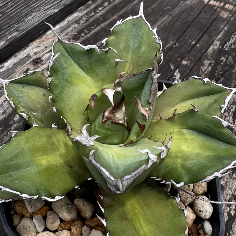 ホワイトファイヤー】育成株直の子株 発根済み | Miura Farm