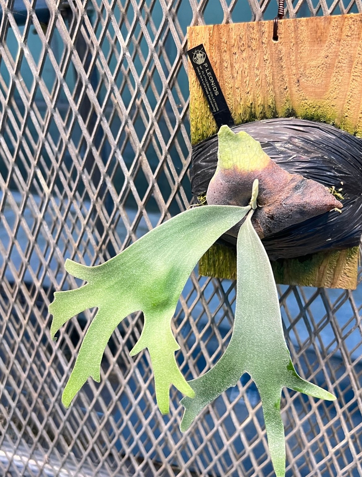 platycerium LEONIDS板付子株 | Miura Farm