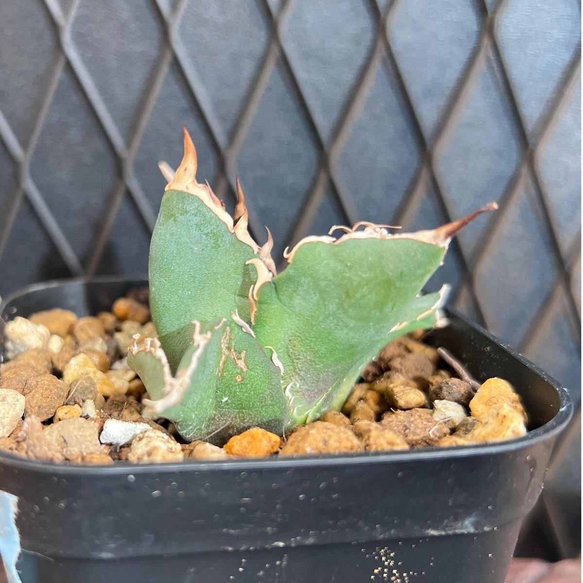 【ばなな様用】鉢付き発送　チタノタミーンストリーク鬼爪【1/27撮影☆発根済子株 ばなな様用】鉢付き発送チタノタミーンストリーク鬼爪【1/27撮影