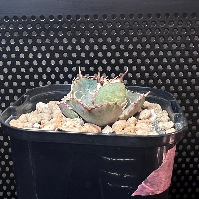 アガベ　チタノタ　‘1981’ 極上ブルー　良サイズ子株 実生選抜株】アガベ・チタノタ「ブルー」 ホワイトブルー 3号