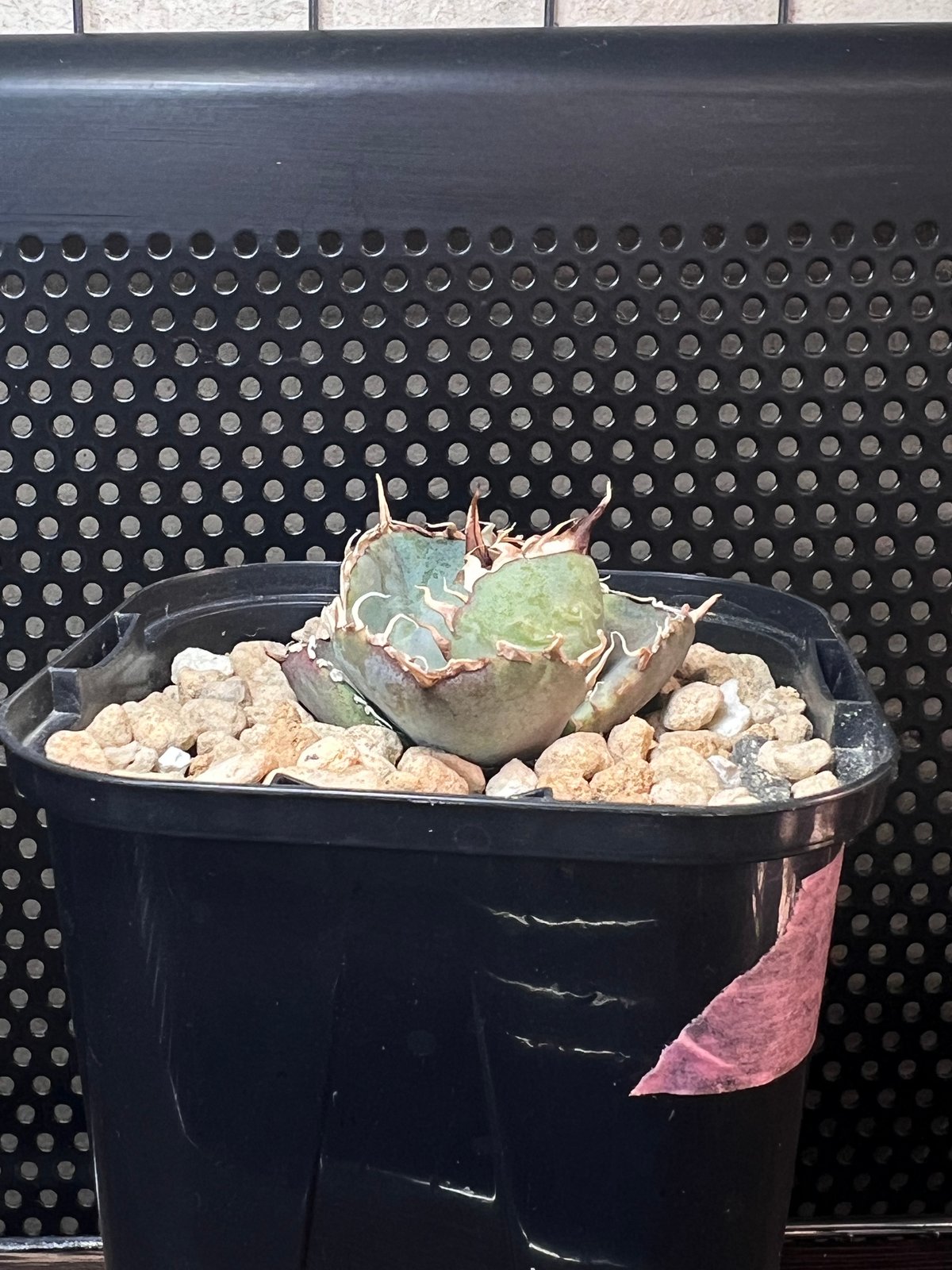 1981】育成株直の子株 発根済み | Miura Farm