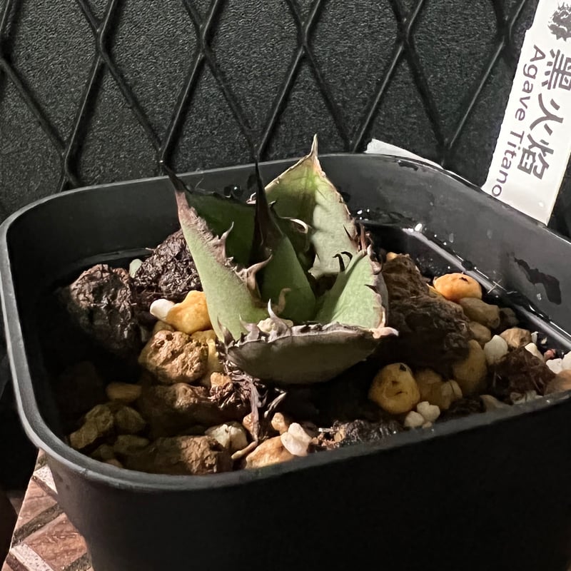 アガベチタノタ【黒火焔】ブラックファイヤー発根済-子株 | Miura Farm 