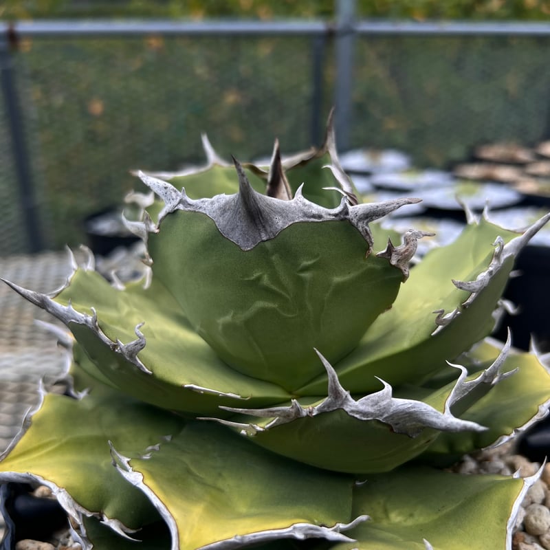 platycerium LEONIDS板付子株 | Miura Farm