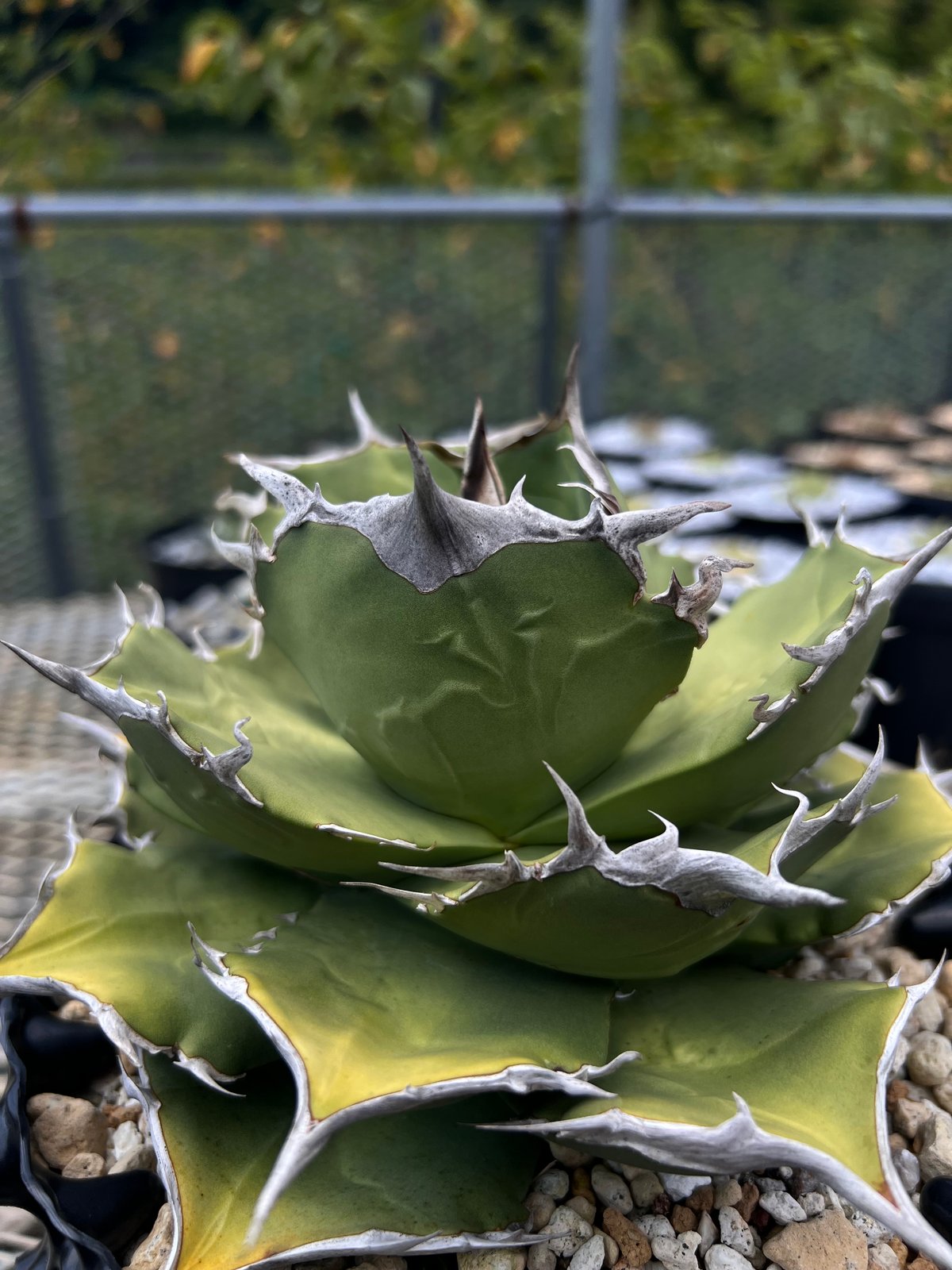 platycerium LEONIDS板付子株 | Miura Farm