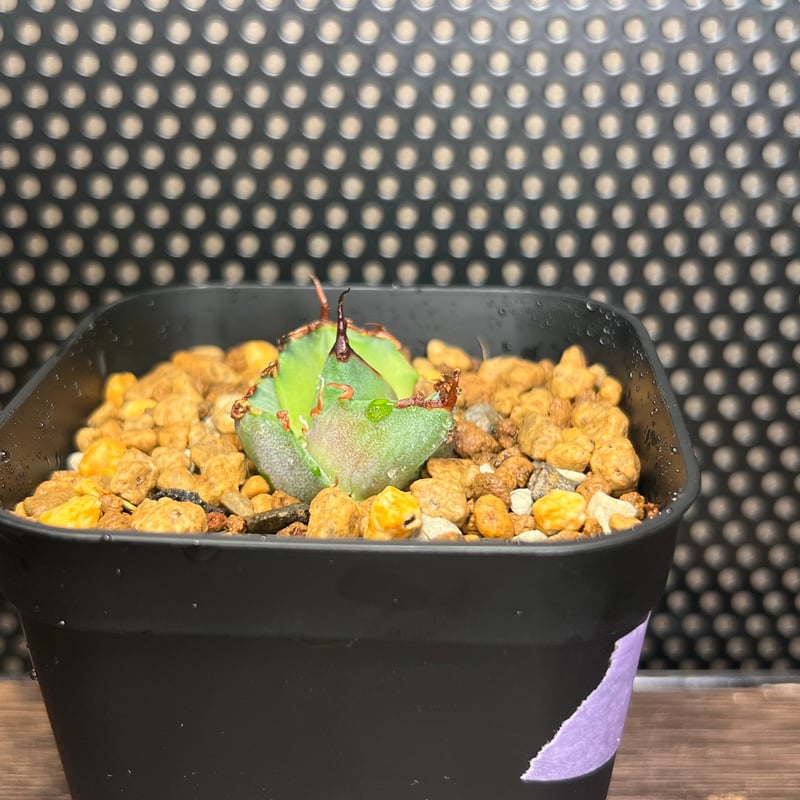 狂闘牛】 (DENNIS043) 育成株直の子株 発根済み | Miura Farm