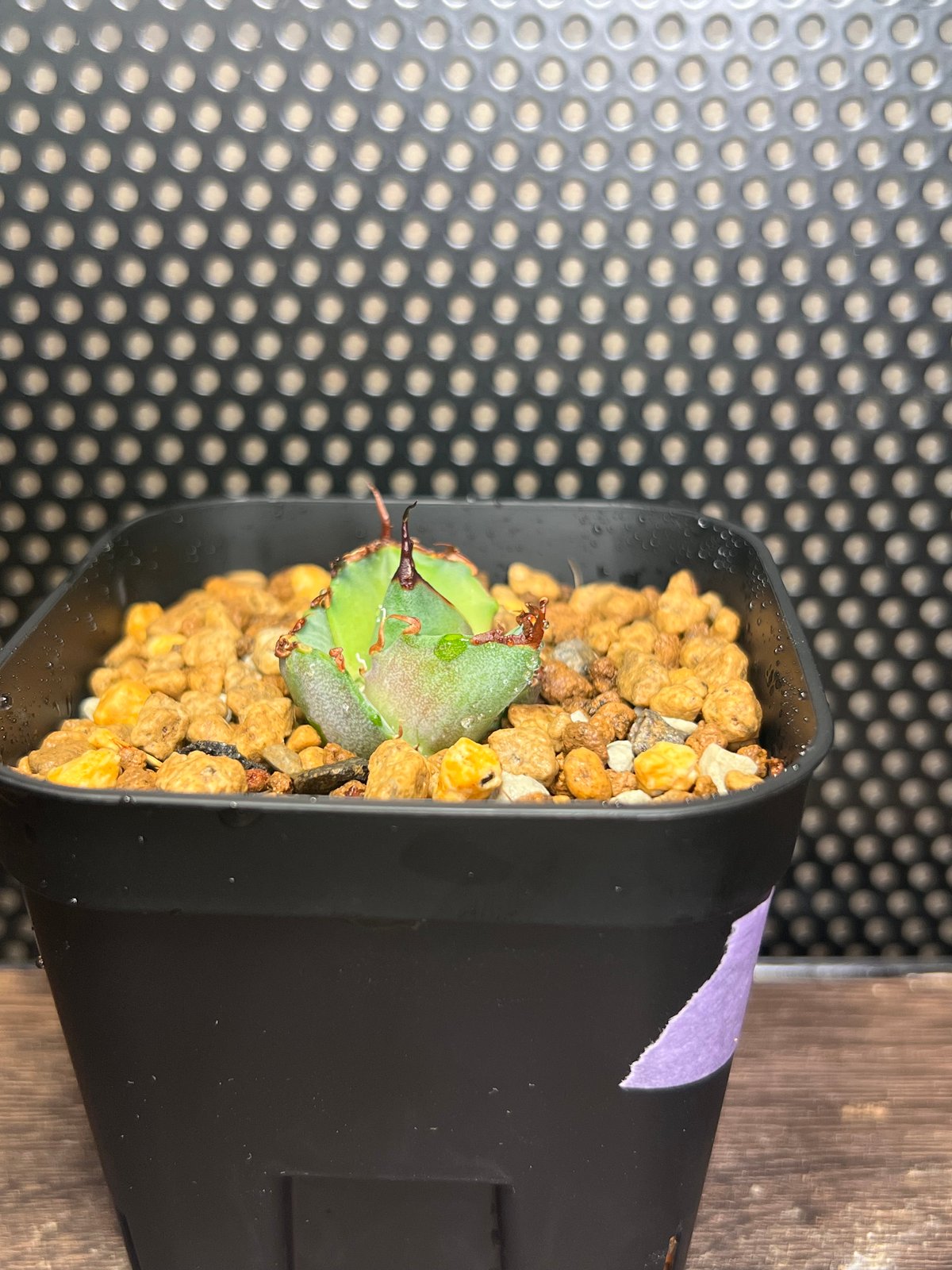 アガベ 親株出品 Dennis020 極上血統 大株 鉢植発送 2025年最新】DENNIS アガベの人気アイテム - メルカリ