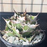 アガベ チタノタ【ヤクザシーザー】発根済み子株 | Miura Farm