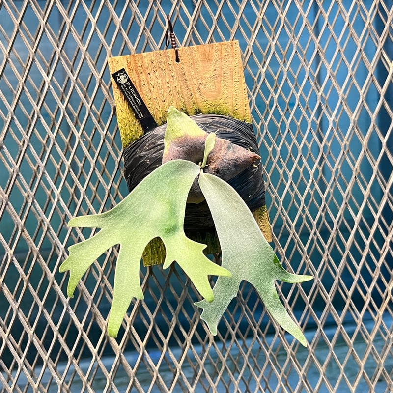 leonidas レオニダス oc 子株 leonidas レオニダス oc 胞子 - メルカリ