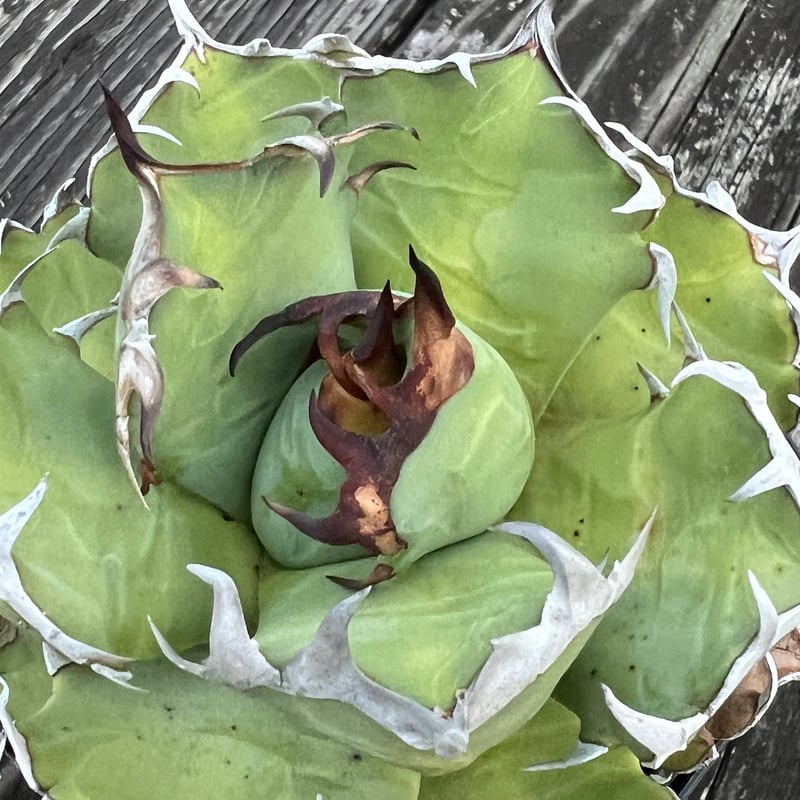 アガベ【姫厳竜】中株 | Miura Farm