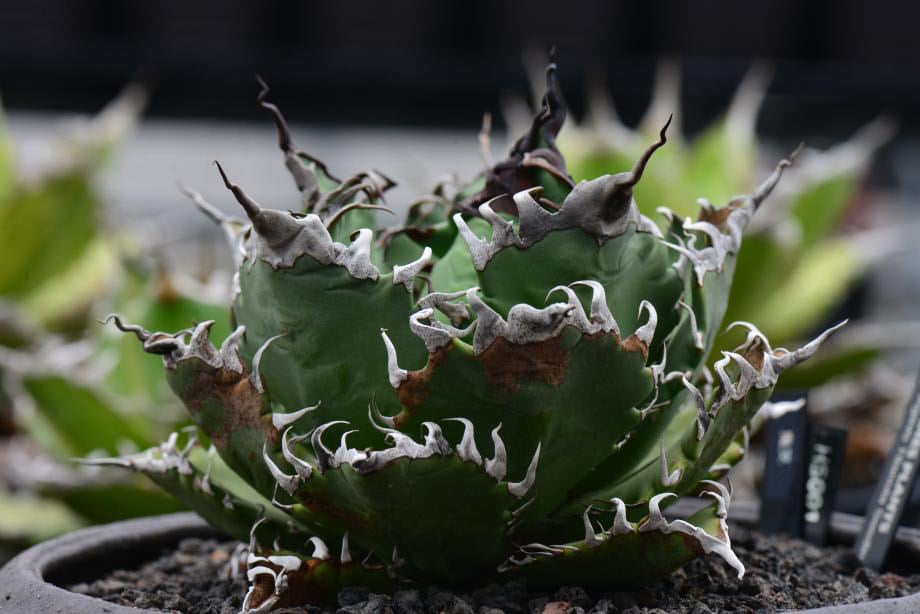 2月入荷 1000粒+ アガベ オテロイ 種子 チタノタ FO-76 証明書29 2月入荷 1000粒+ アガベ オテロイ 種子 チタノタ FO-76 証明書29 2月