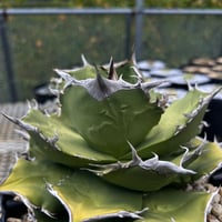 オアハカワイルド子株【MW001】育成株直の子株 | Miura Farm