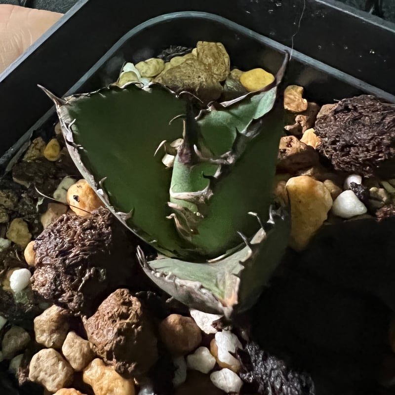 アガベチタノタ【黒火焔】ブラックファイヤー発根済-子株 | Miura Farm