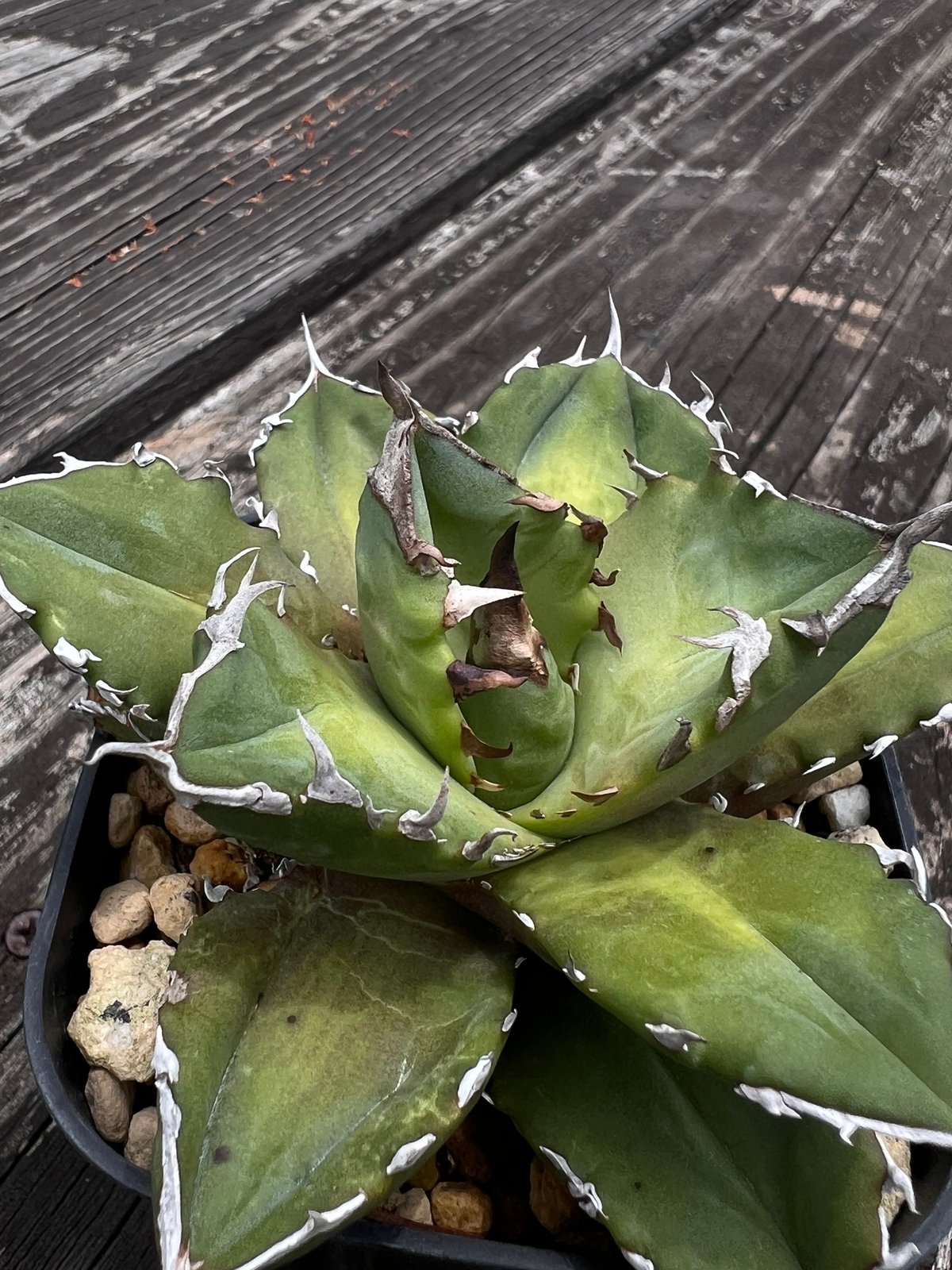 ホワイトファイヤー】育成株直の子株 発根済み | Miura Farm