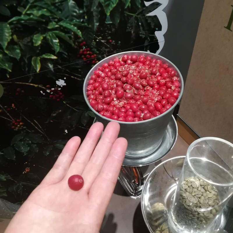 直火焙煎珈琲豆 グァテマラ 豆200g | 三河屋珈琲焙煎所