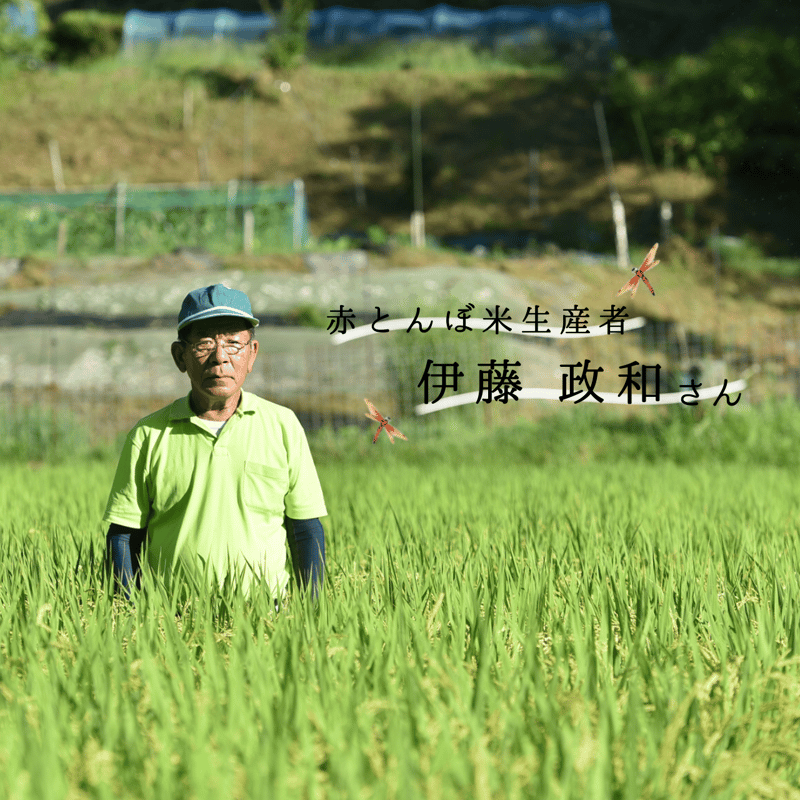 令和7年産米】赤とんぼ米/特別栽培米（ミネアサヒ）3Kg | MEKIKI