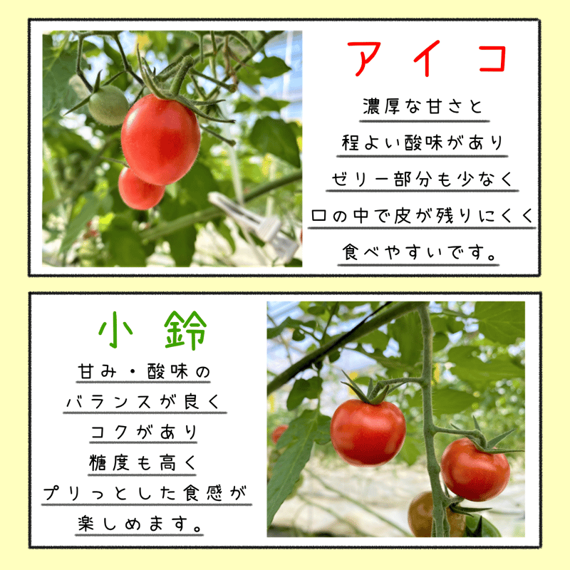 4/27開催 楽しむ食農体験 近代的設備の施設見学&ミニトマト狩り♪【40 