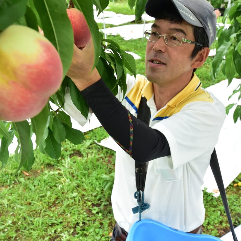 赤秀)とよたの桃・日川白鳳【送料込】5～7玉入(玉数指定できません)／6