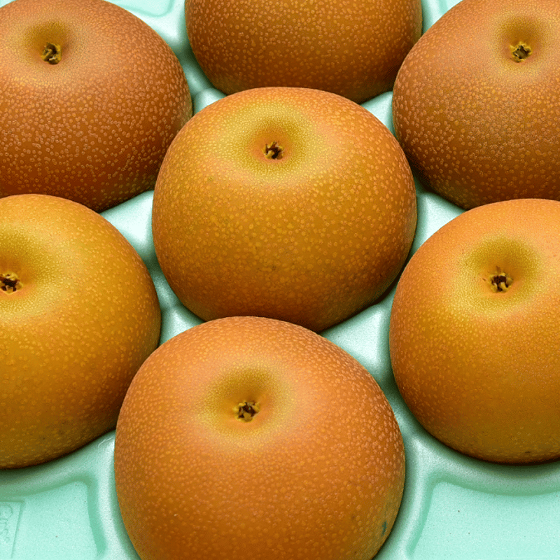 みよしの梨 あきづき約5kg（12玉・14玉）／9月上旬～下旬発送 | MEKIKI