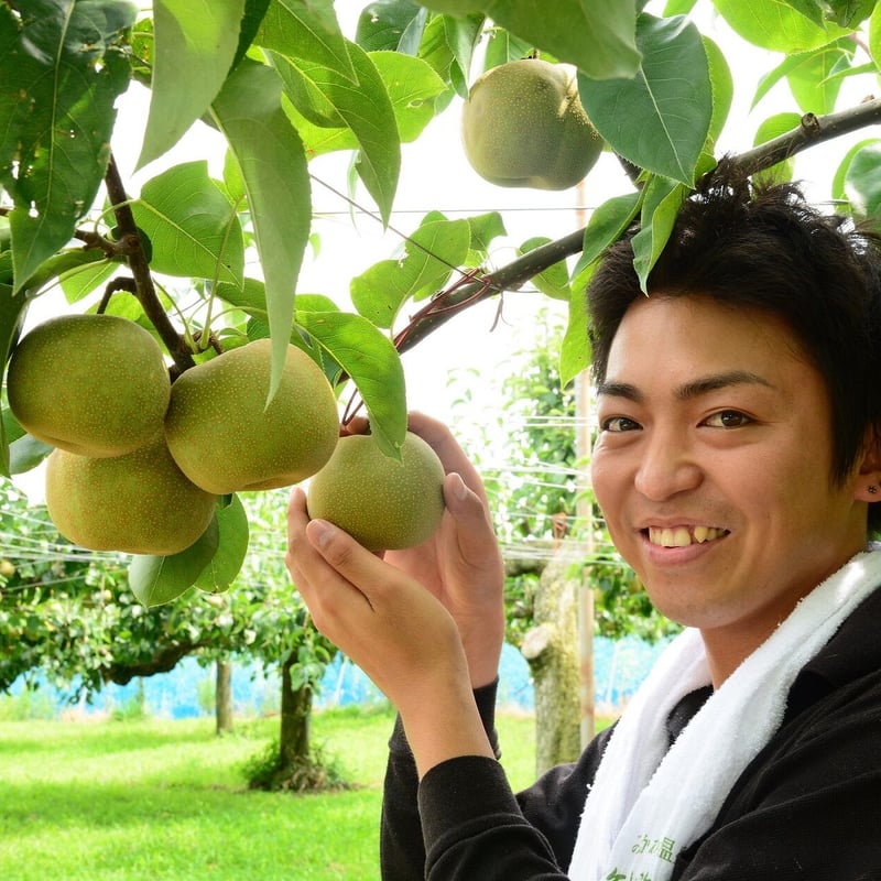 数量限定】とよたの梨約5kg 幸水（12玉～16玉）／8月上旬～8月中旬発送
