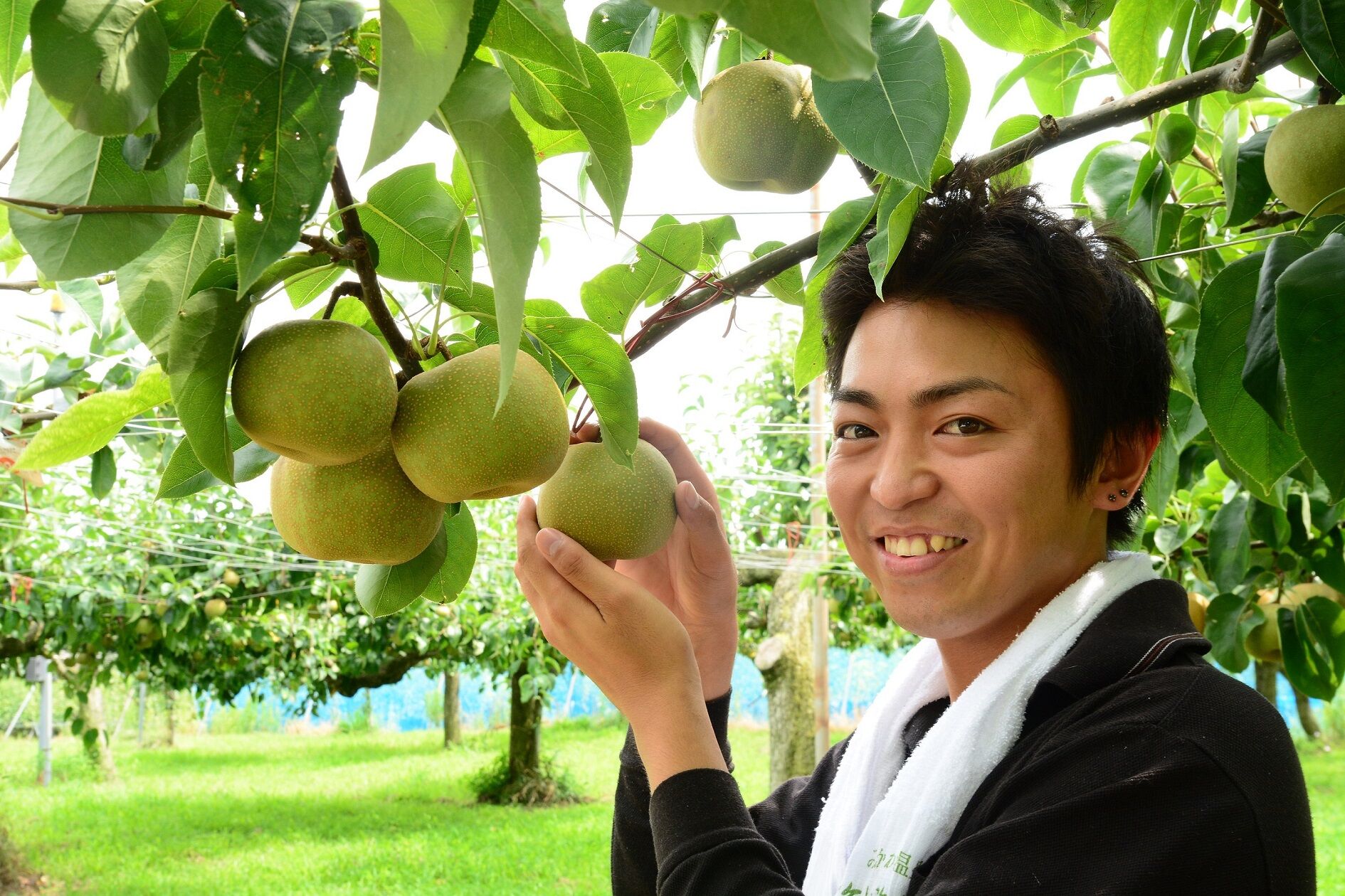 赤秀)とよたの梨約5kg 幸水（12玉～16玉）／8月上旬～8月中旬発送 | MEKIKI