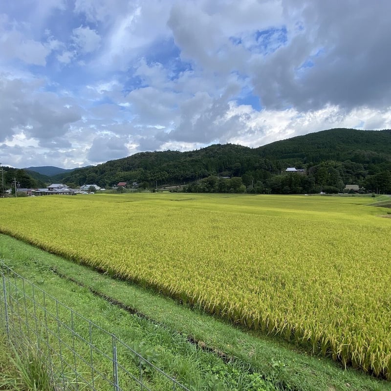令和6年産米】山間ミネアサヒ 10kg | MEKIKI