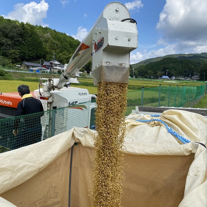 お米　新米令和６年ミネアサヒ１０キロ　2024年産 ミネアサヒ 米 お米 10kg 愛知県産 白米 10キロ 令和5年産 5kgx2