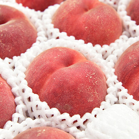 朝取り桃『日川白鳳』　家庭用10kg箱詰め 朝取り桃『日川白鳳』 家庭用10kg箱詰め 朝取り桃『日川白鳳』 家庭用