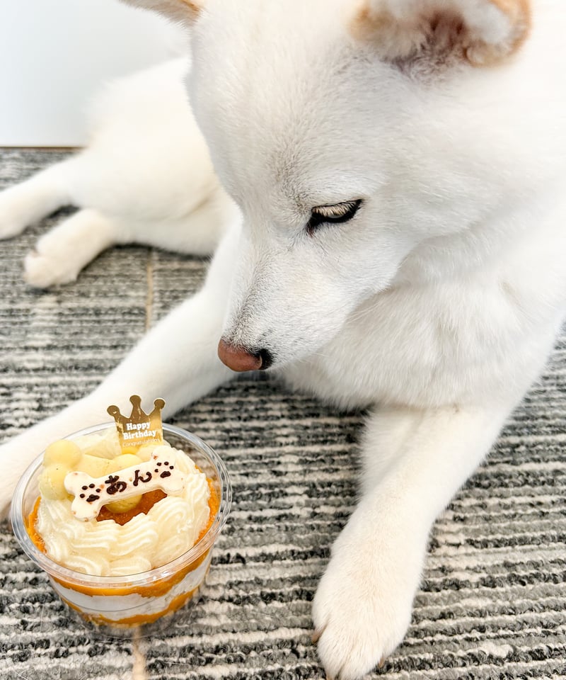 鶏ささみとかぼちゃのバースデーケーキ | わんこのお菓子屋さん あんじゅ
