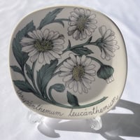 ARABIA エステリトムラ Botanica フランスギク Chrysanthemum leucanthemum