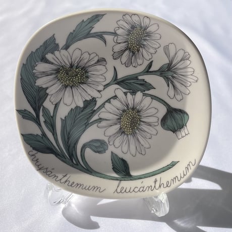 ARABIA エステリトムラ Botanica フランスギク Chrysanthemum leucanthemum