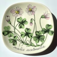 ARABIA エステリトムラ Botanica Oxalis acetosella コミヤマカタバミ