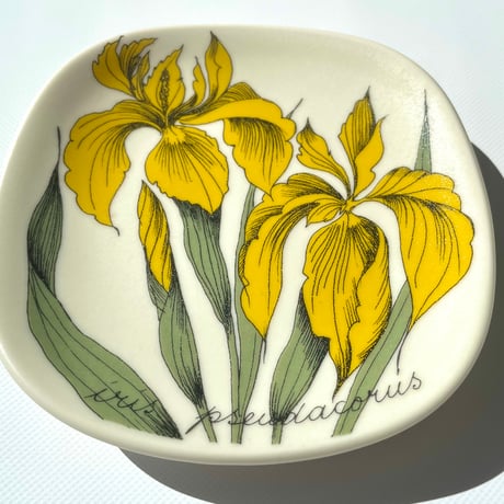 ARABIA エステリトムラ Botanica Iris pseudacorus キショウブ