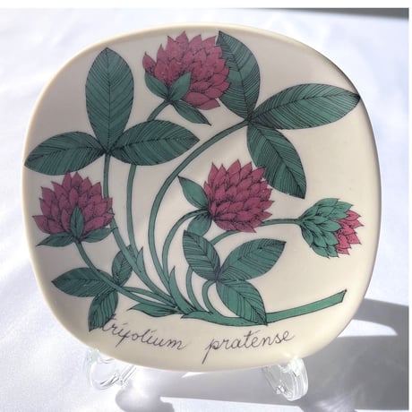 ARABIA エステリトムラ Botanica ムラサキツメクサ Trifolium pratense