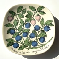 ARABIA エステリトムラ Botanica vaccinium myrtillus ビルベリー