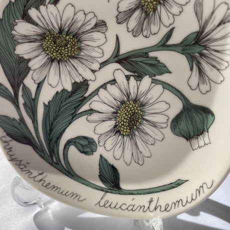 ARABIA エステリトムラ Botanica フランスギク Chrysanthemum leucanthemum