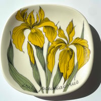 ARABIA エステリトムラ Botanica Iris pseudacorus キショウブ