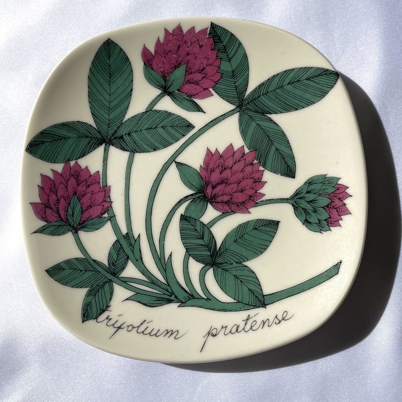 アラビア ボタニカ プレート ムラサキツメクサ ARABIA/アラビア Botanica/ボタニカ chrysanthemum leucanthemum