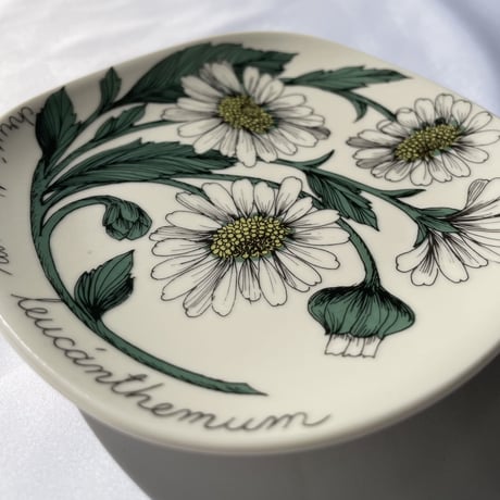 ARABIA エステリトムラ Botanica フランスギク Chrysanthemum leucanthemum