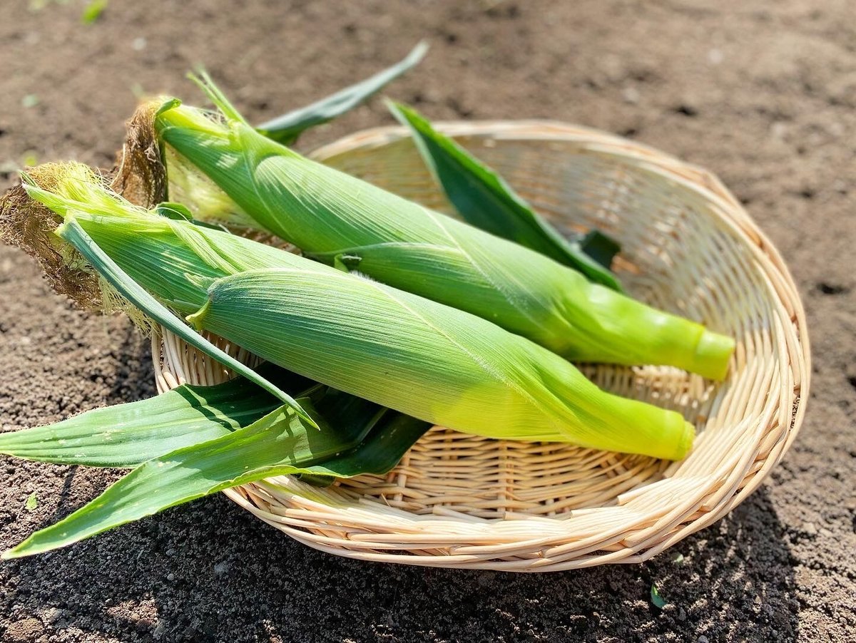 糖度18~20度！】とうもろこし 12本 | 曽川農場