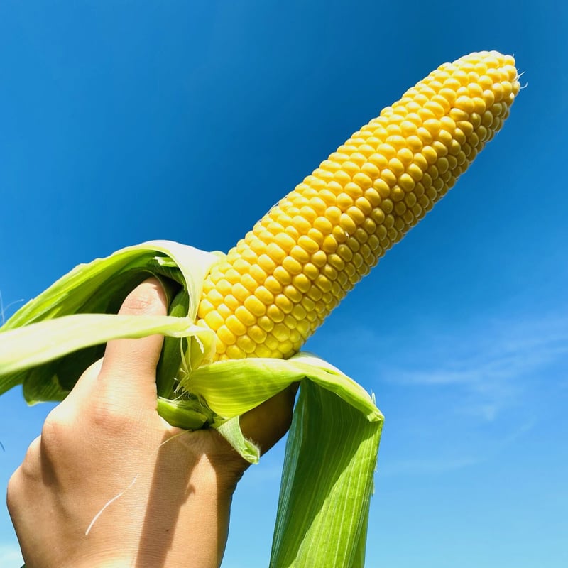糖度18~20度！】とうもろこし 12本 | 曽川農場