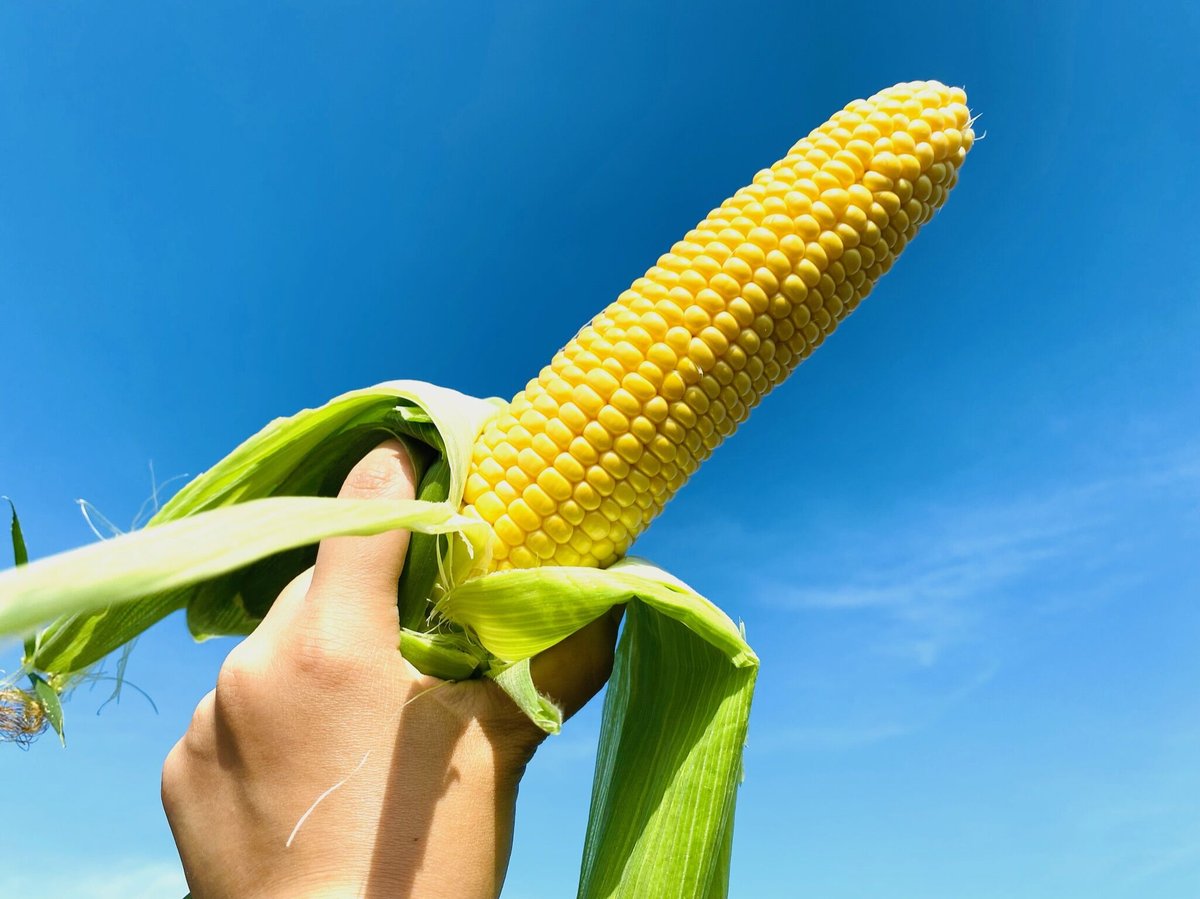 糖度18~20度！】とうもろこし 12本 | 曽川農場