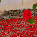 cotton・紅椿