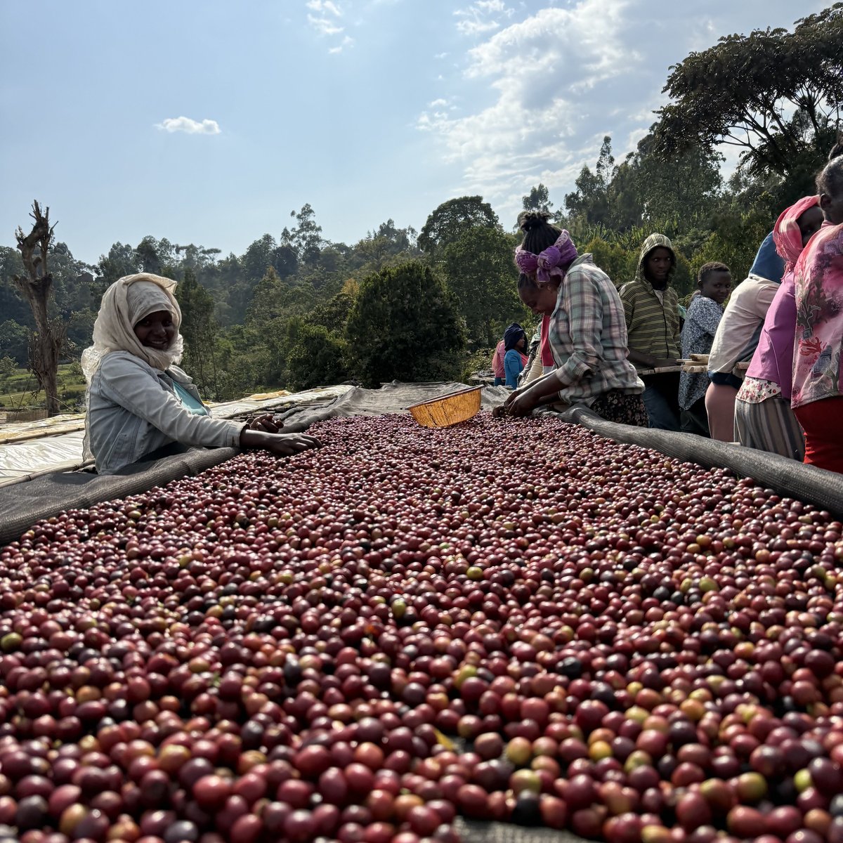 Ka エチオピア・チェルチェレW ボリビア・ナチュラル 各5kg（生豆