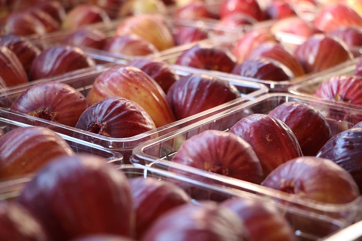 京都府城陽市特産 ハウス栽培完熟朝採りいちじく 1箱 (1箱4パック