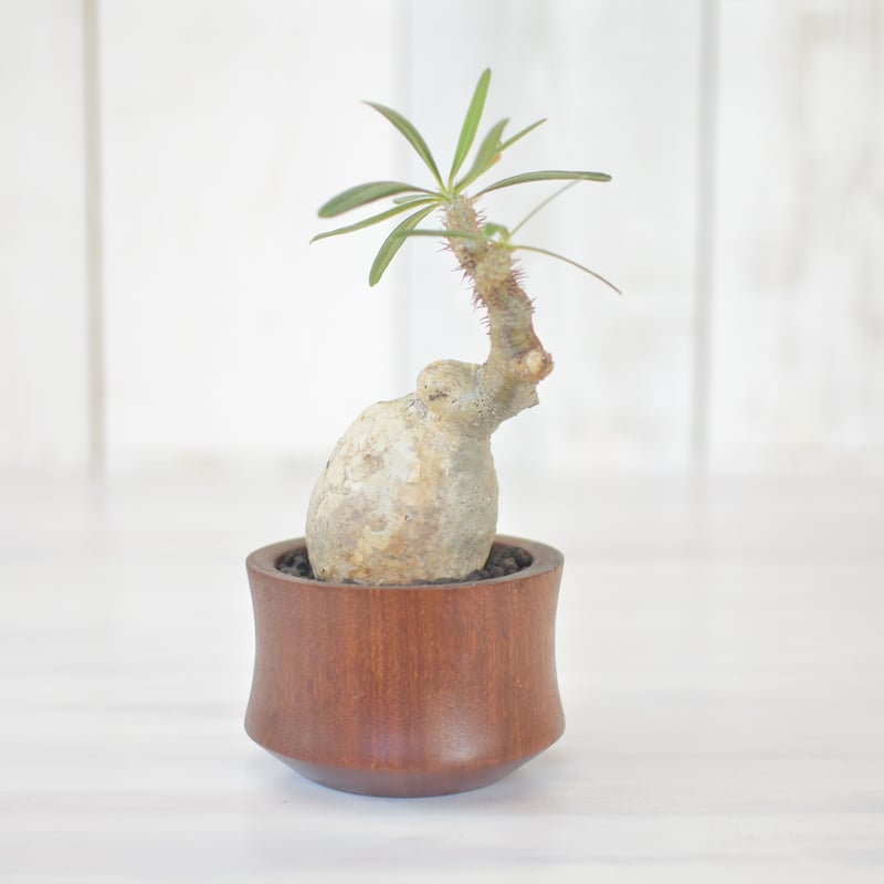 販売情報 Pachypodiuｍ パキポディウム グラキリス ベアルート 塊根