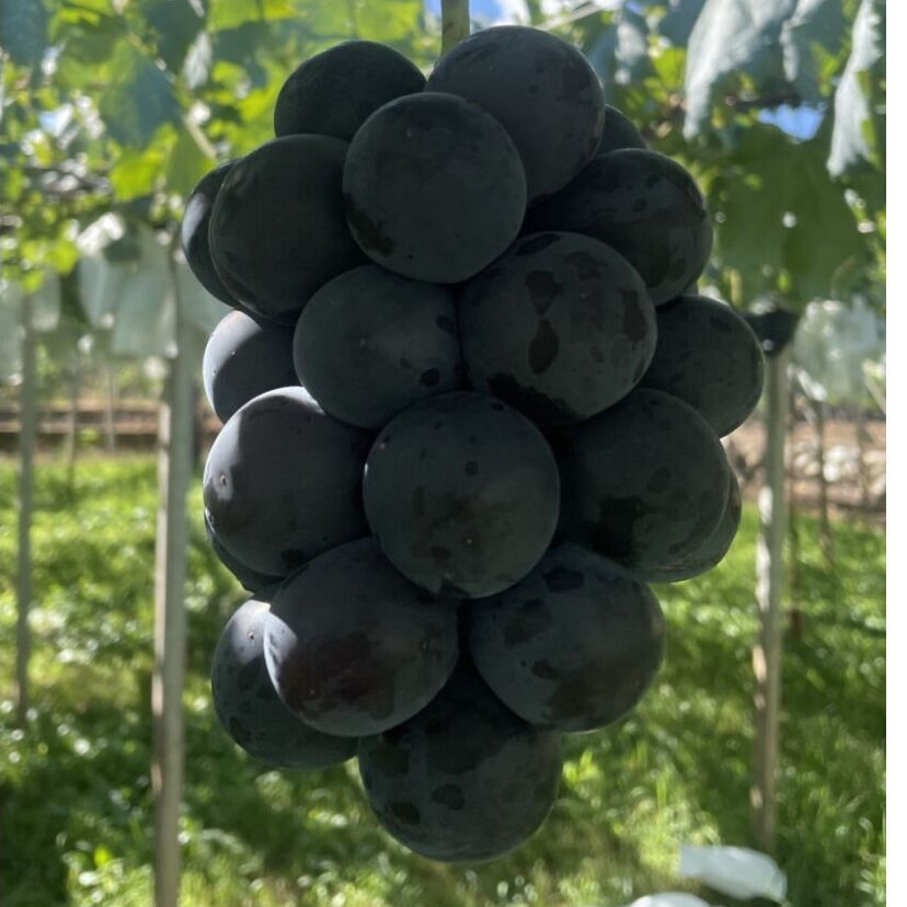 藤稔 特選 2kg | うちだのぶどうやさん