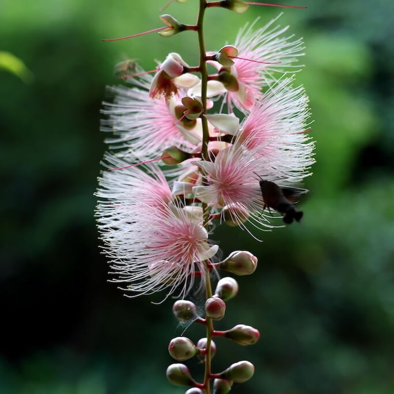 琉球の樹木　サガリバナ（白花個体） 沖縄の木 サガリバナ 白花個体 沖縄の絶景！サガリバナの幻想的な花を